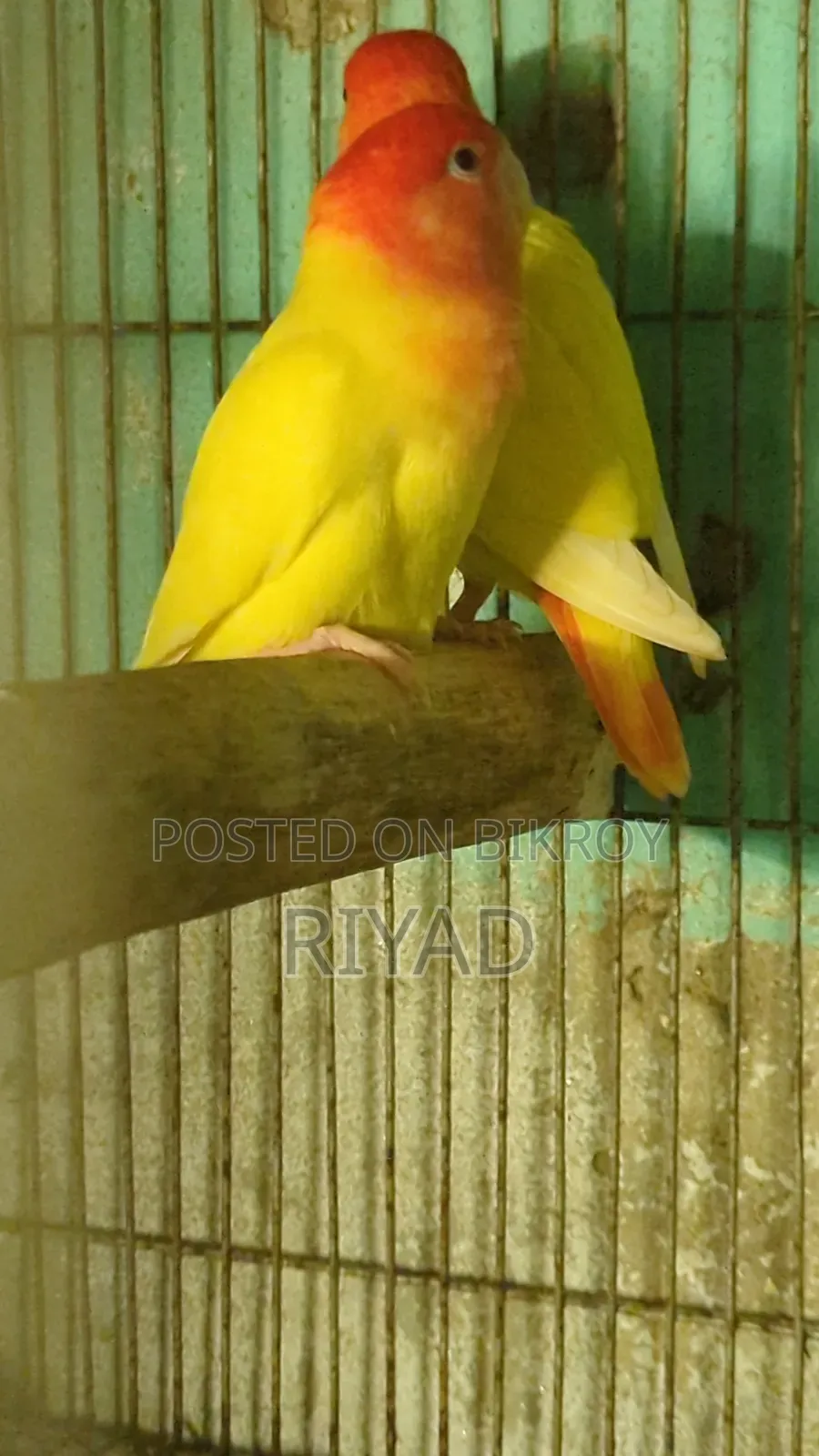 Lovebird Pair