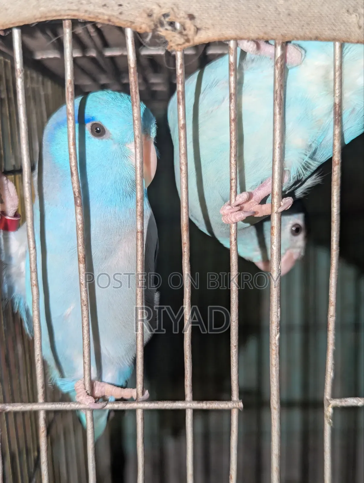 Forpas Bird