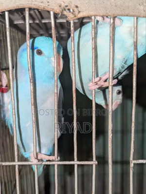 Forpas Bird