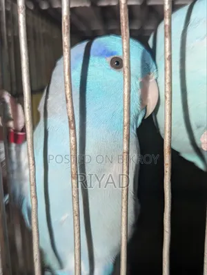 Forpas Bird