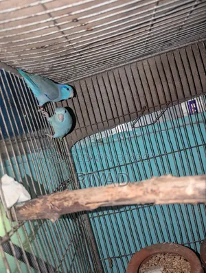 Forpas Bird