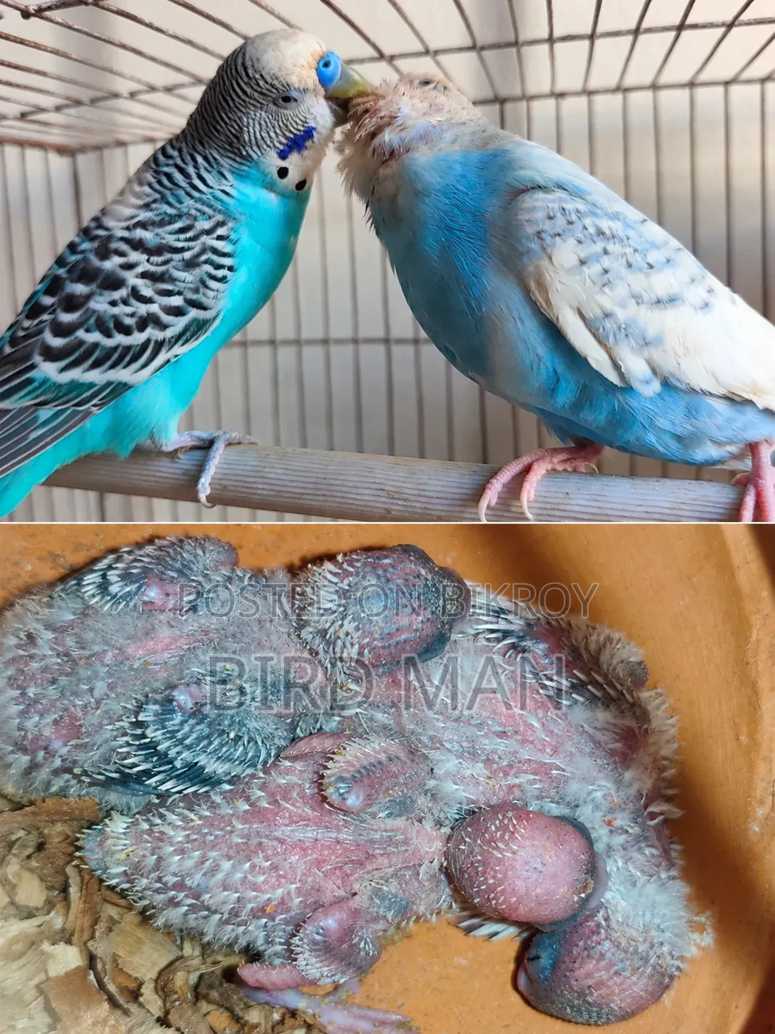 Budgies Pair With Baby