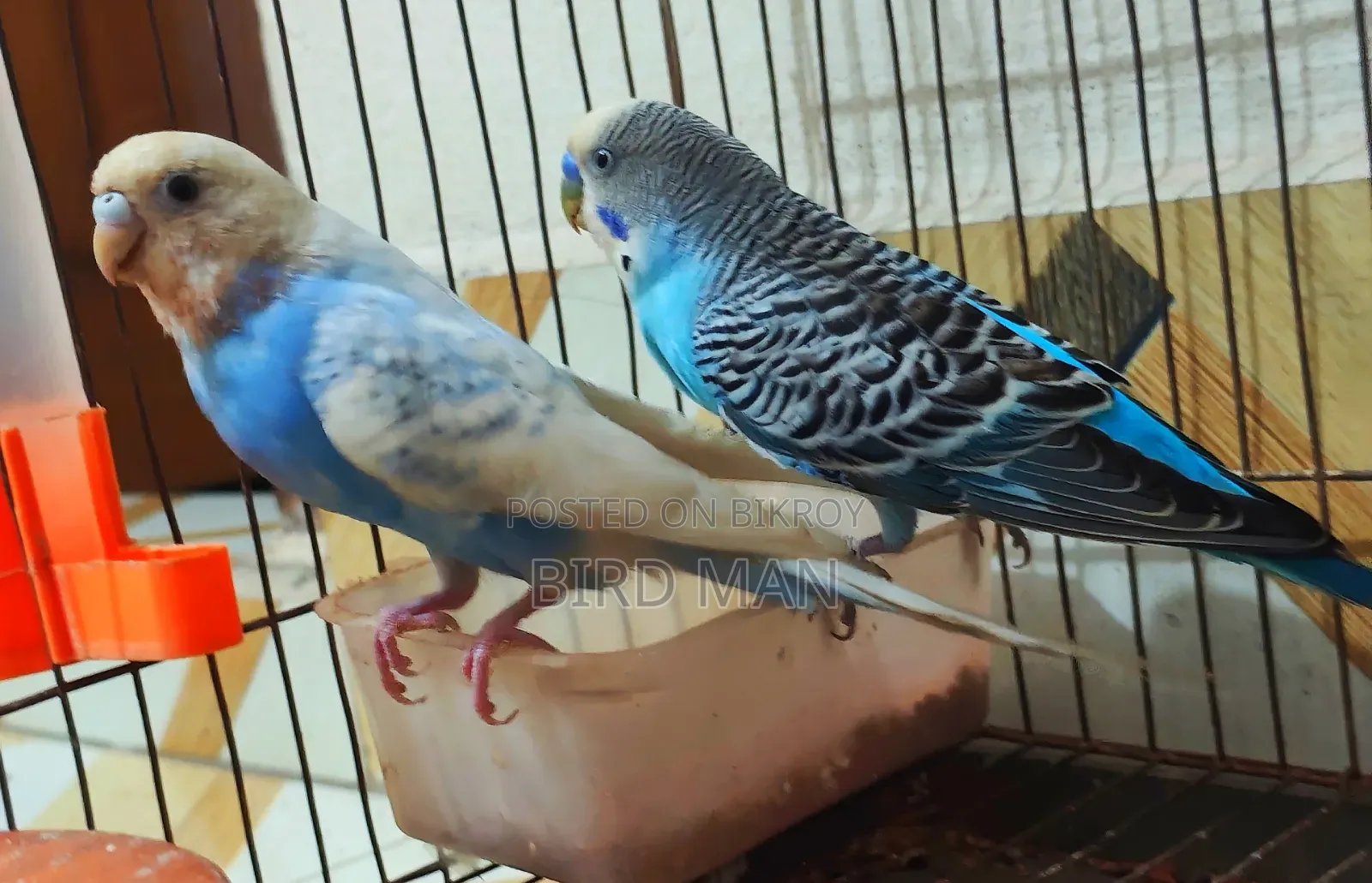 Budgies Pair With Baby