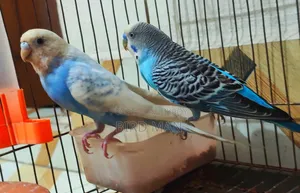 Budgies Pair With Baby