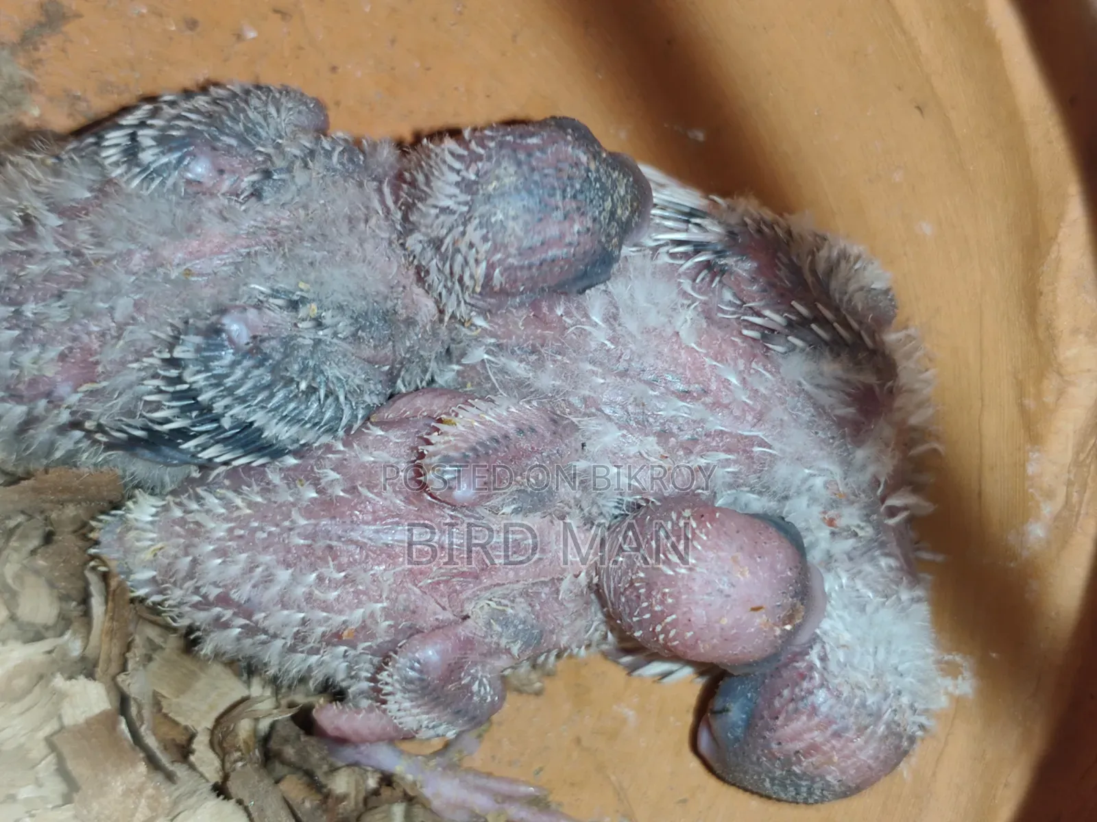 Budgies Pair With Baby