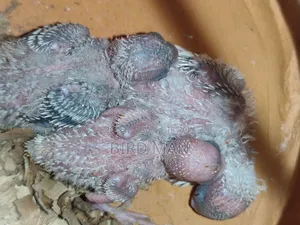 Budgies Pair With Baby
