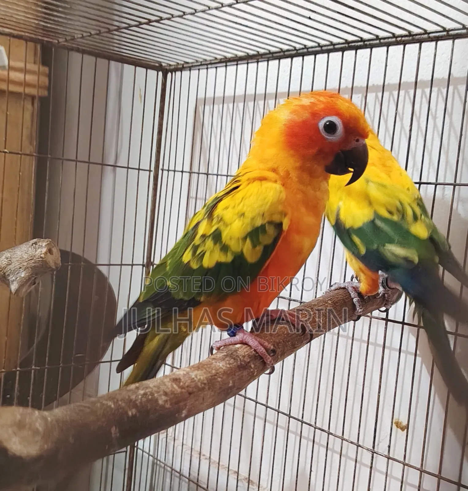 Sun Conure Bird
