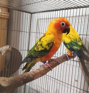 Sun Conure Bird