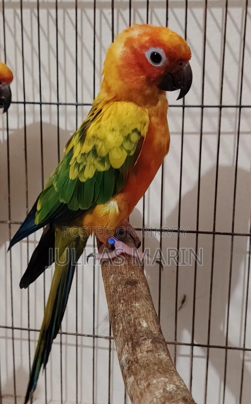 Sun Conure Bird