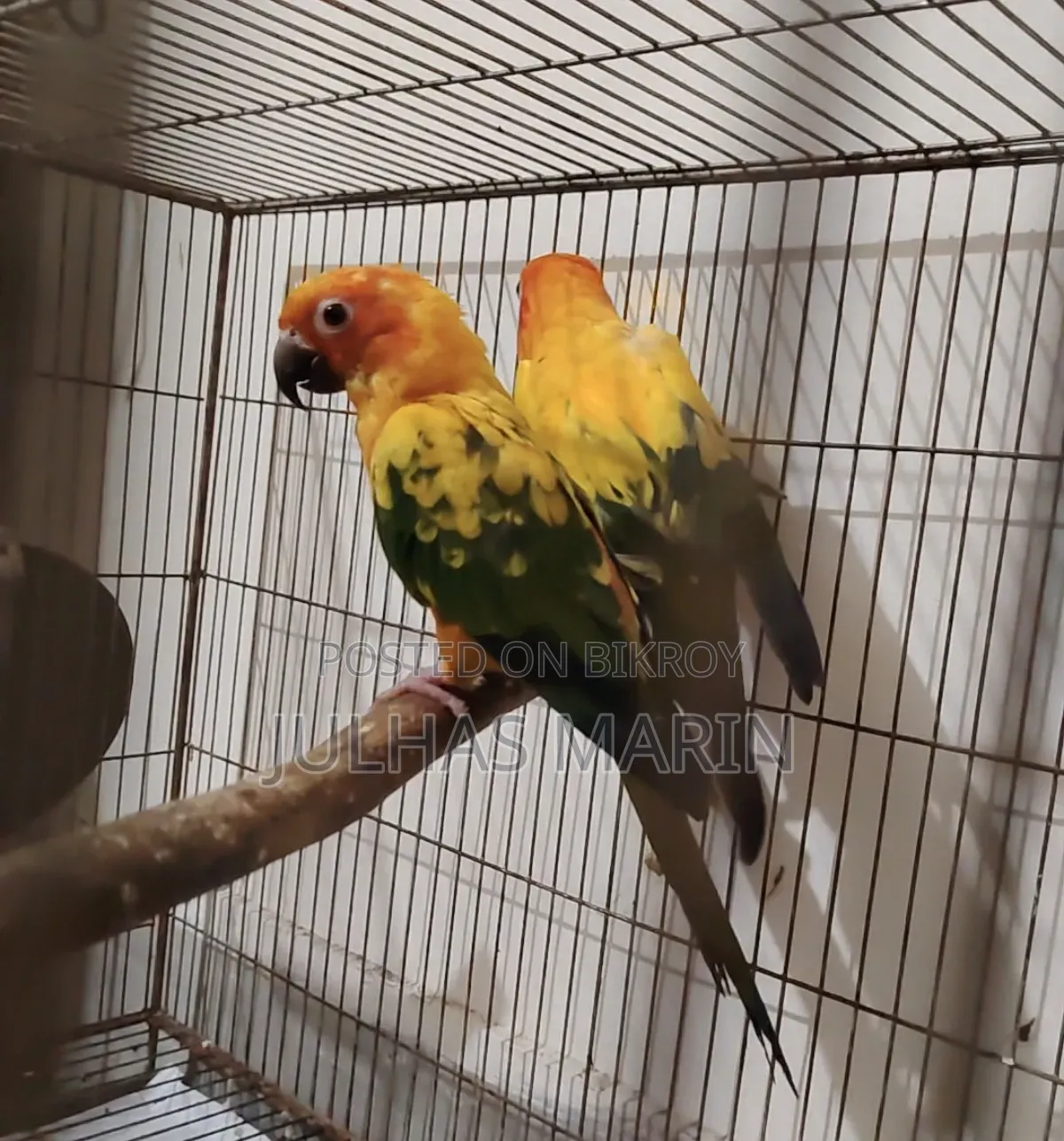 Sun Conure Bird