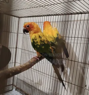 Sun Conure Bird