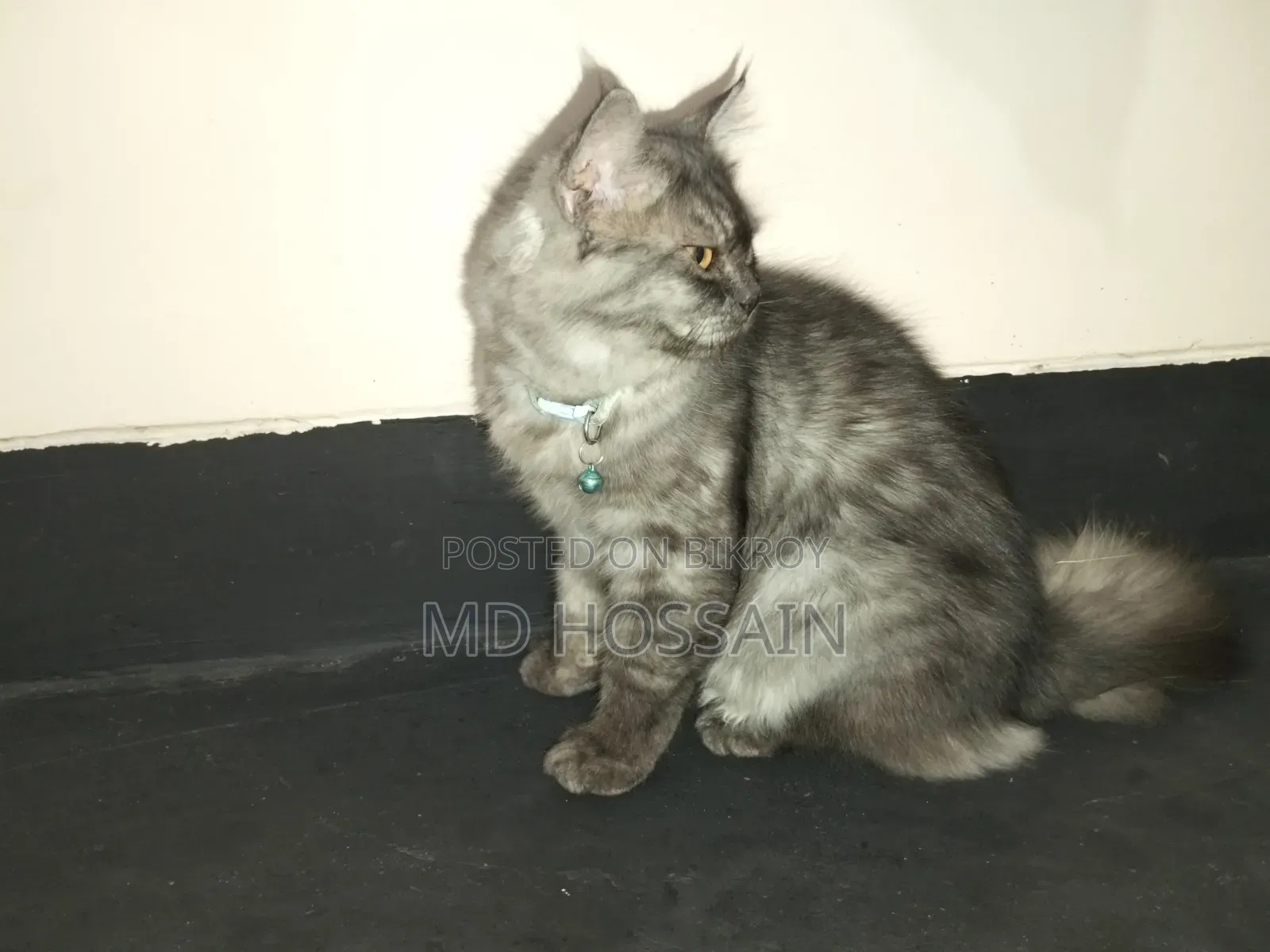 3-6 months Male Purebred Persian