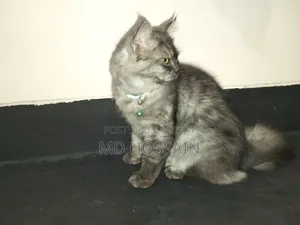 3-6 months Male Purebred Persian