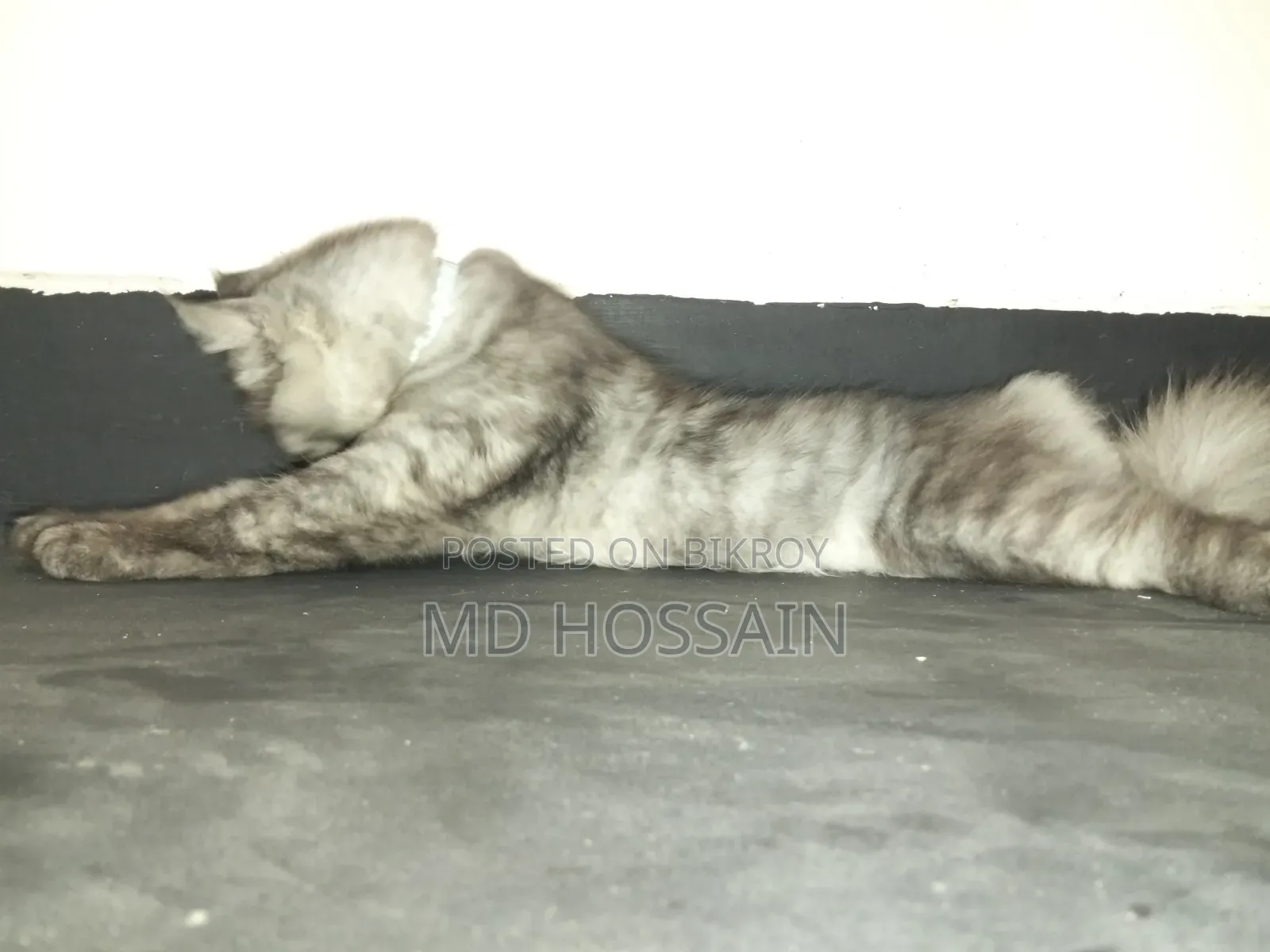3-6 months Male Purebred Persian