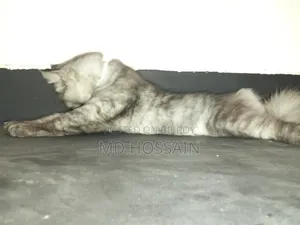 3-6 months Male Purebred Persian
