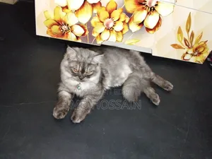 3-6 months Male Purebred Persian