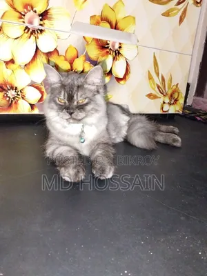3-6 months Male Purebred Persian