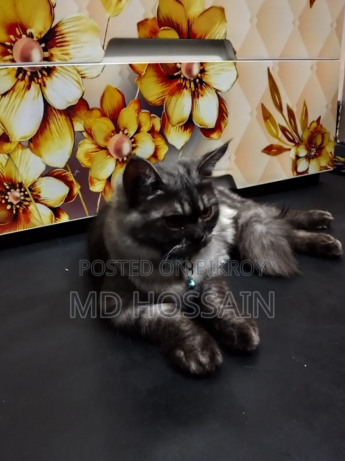 3-6 months Male Purebred Persian