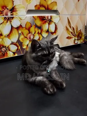 3-6 months Male Purebred Persian