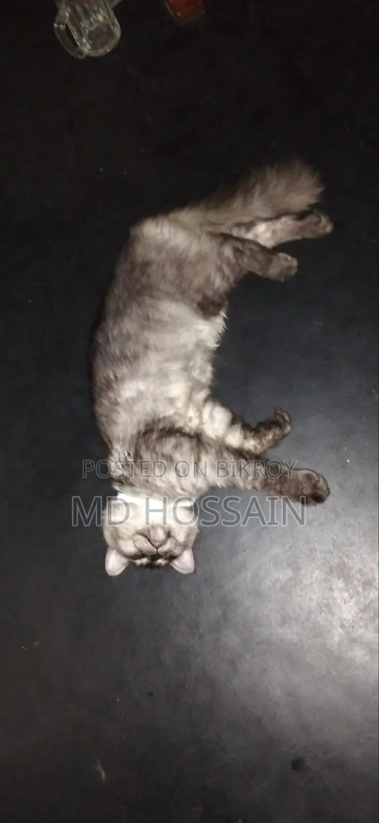 3-6 months Male Purebred Persian