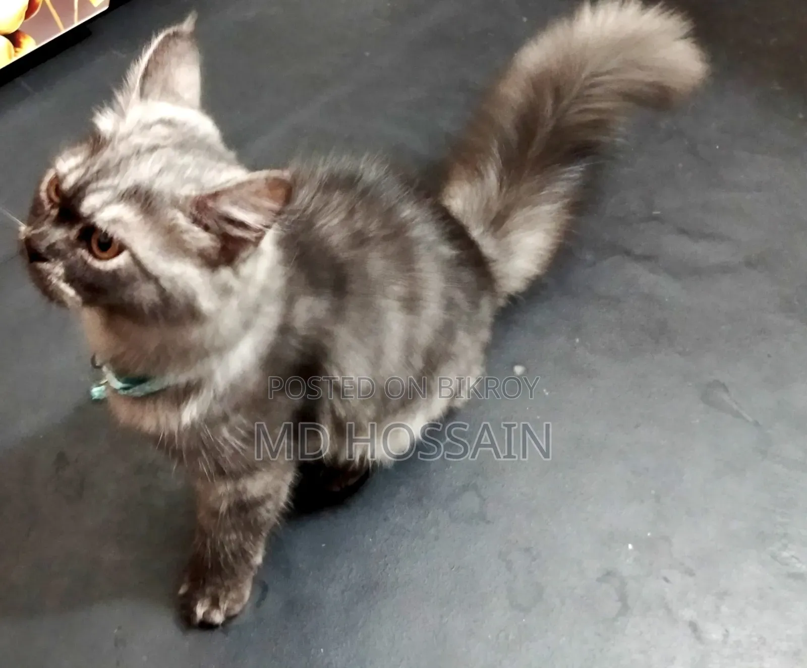 3-6 months Male Purebred Persian