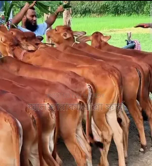 উন্নত জাতের ৬ টি শাহীওয়াল ক্রস বকনা গরু বিক্রি হবে