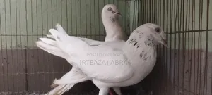 2 Pairs of Pigeons