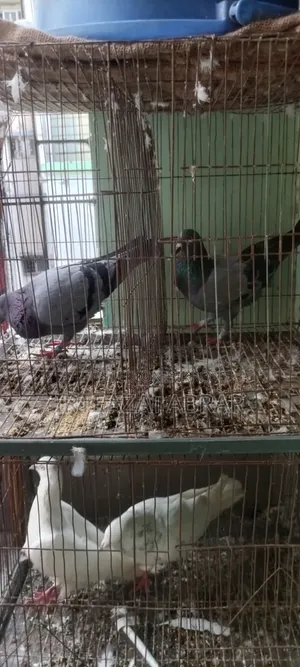 2 Pairs of Pigeons