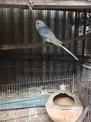 স্প্যাঙ্গেল বাজিগার বিক্রির জন্য