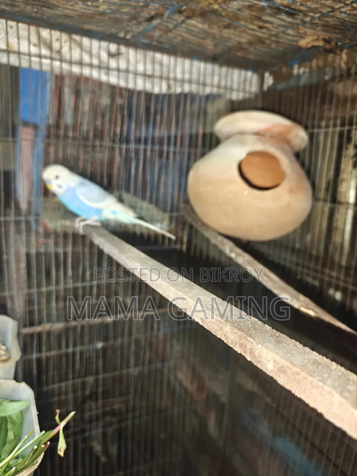 স্প্যাঙ্গেল বাজিগার বিক্রির জন্য