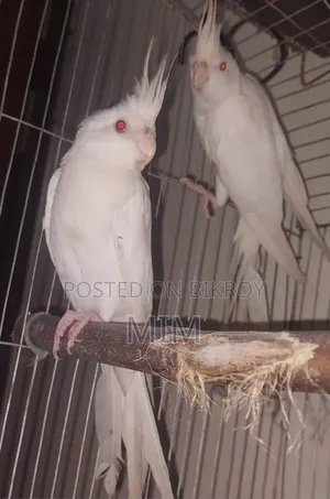 Two Albino Male Cockatiels for Sale or Exchange with Female