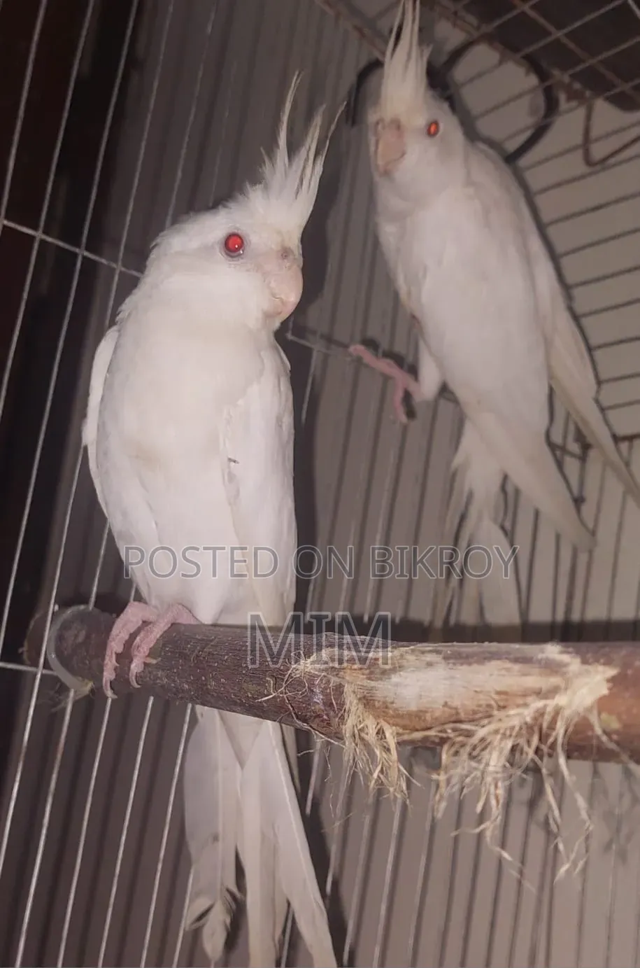 Two Albino Male Cockatiels for Sale or Exchange with Female