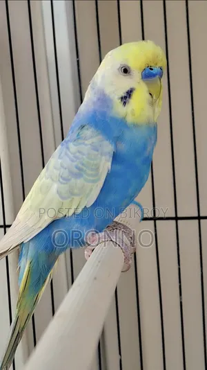 Rainbow Adult Pair
