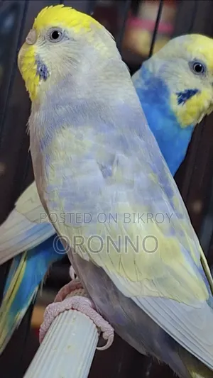 Rainbow Adult Pair