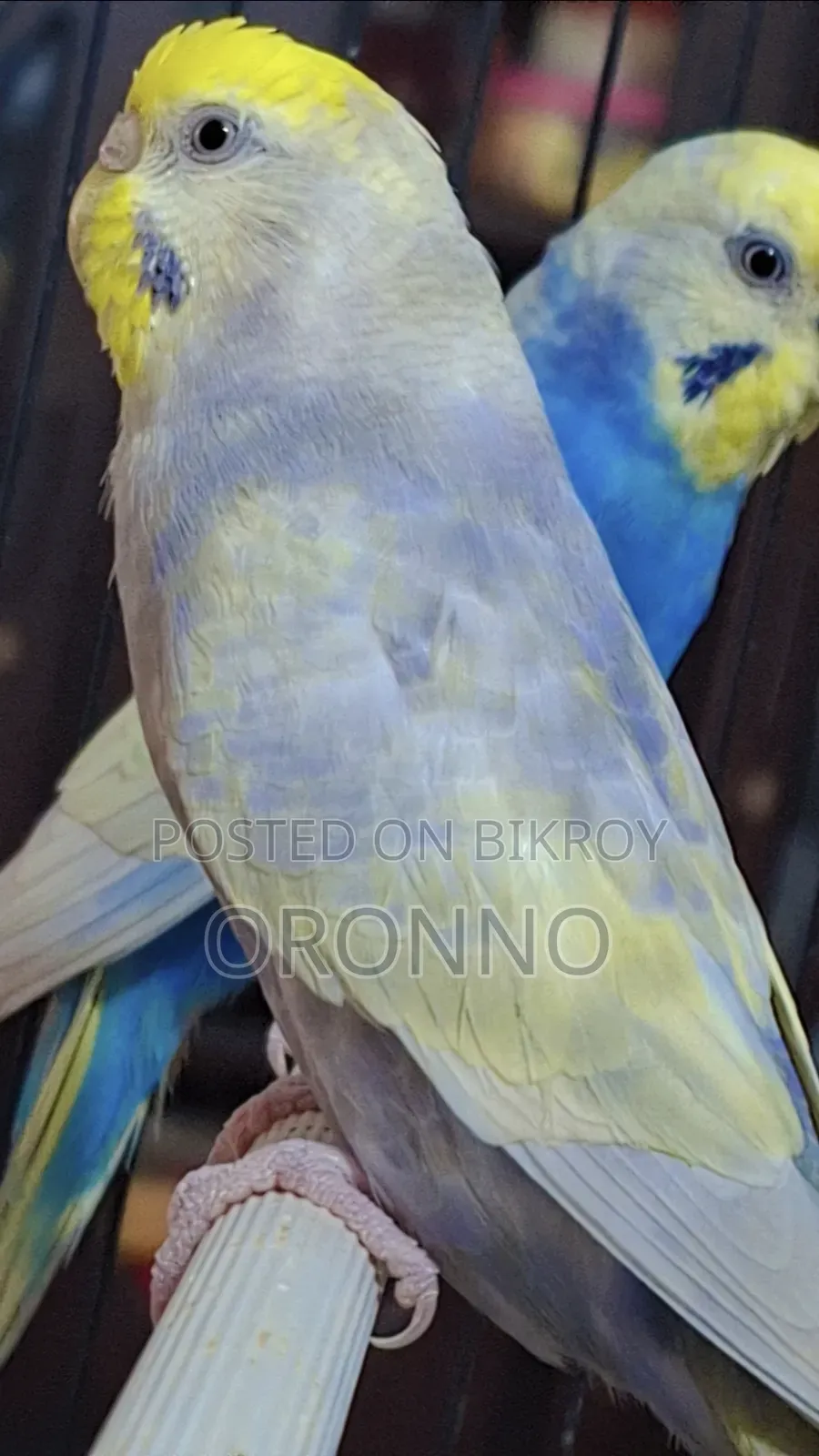 Rainbow Adult Pair