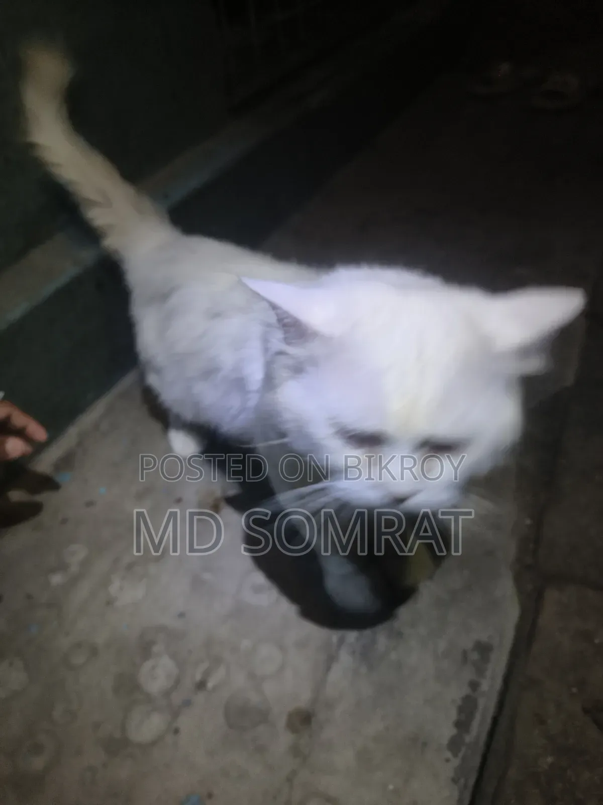 6-12 months Male Purebred Persian