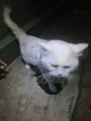 6-12 months Male Purebred Persian