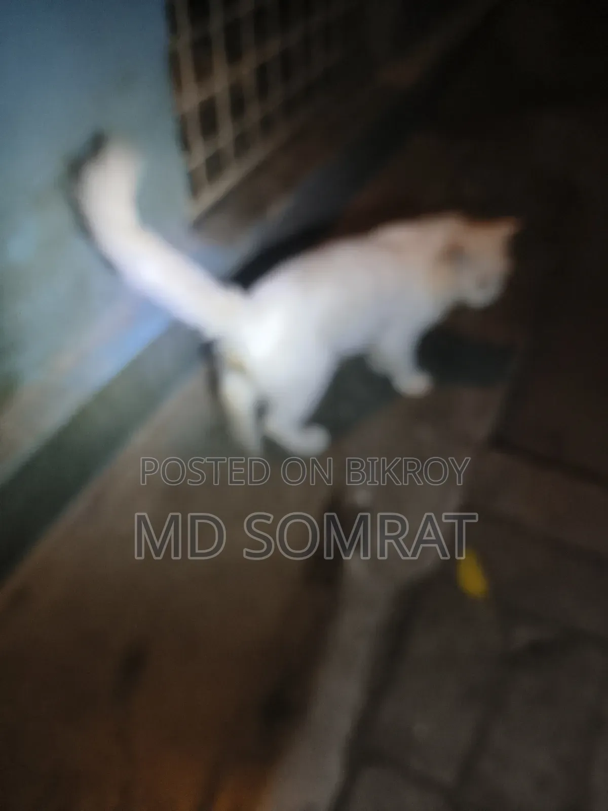6-12 months Male Purebred Persian