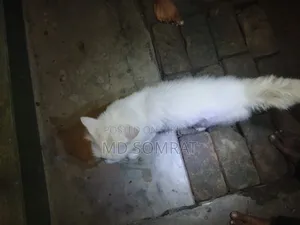 6-12 months Male Purebred Persian