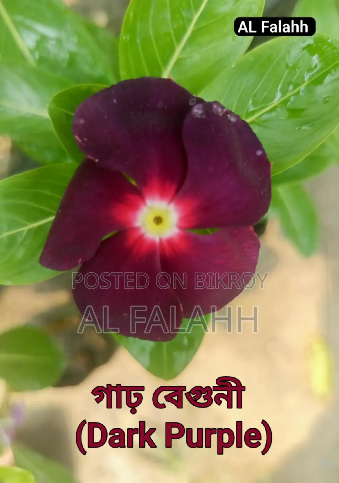 নয়নতাঁরা ফুলের ১০ টা চারার অফার।