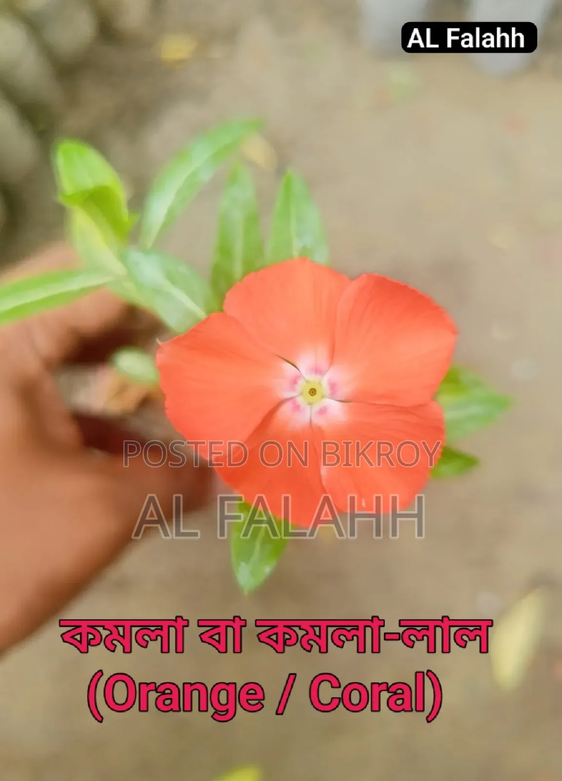 নয়নতাঁরা ফুলের ১০ টা চারার অফার।