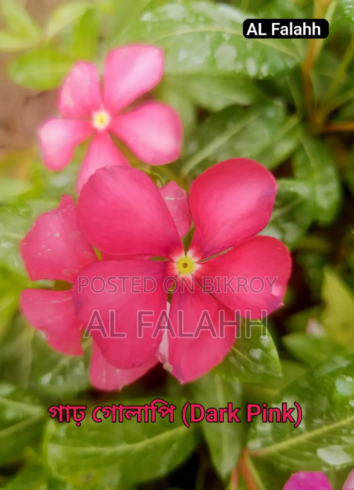 নয়নতাঁরা ফুলের ১০ টা চারার অফার।