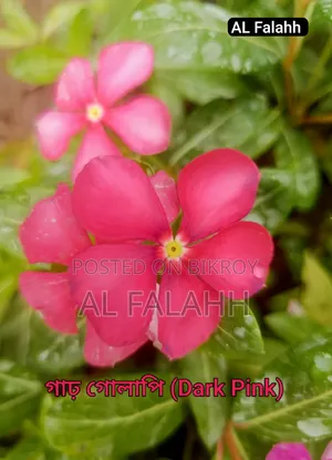 নয়নতাঁরা ফুলের ১০ টা চারার অফার।