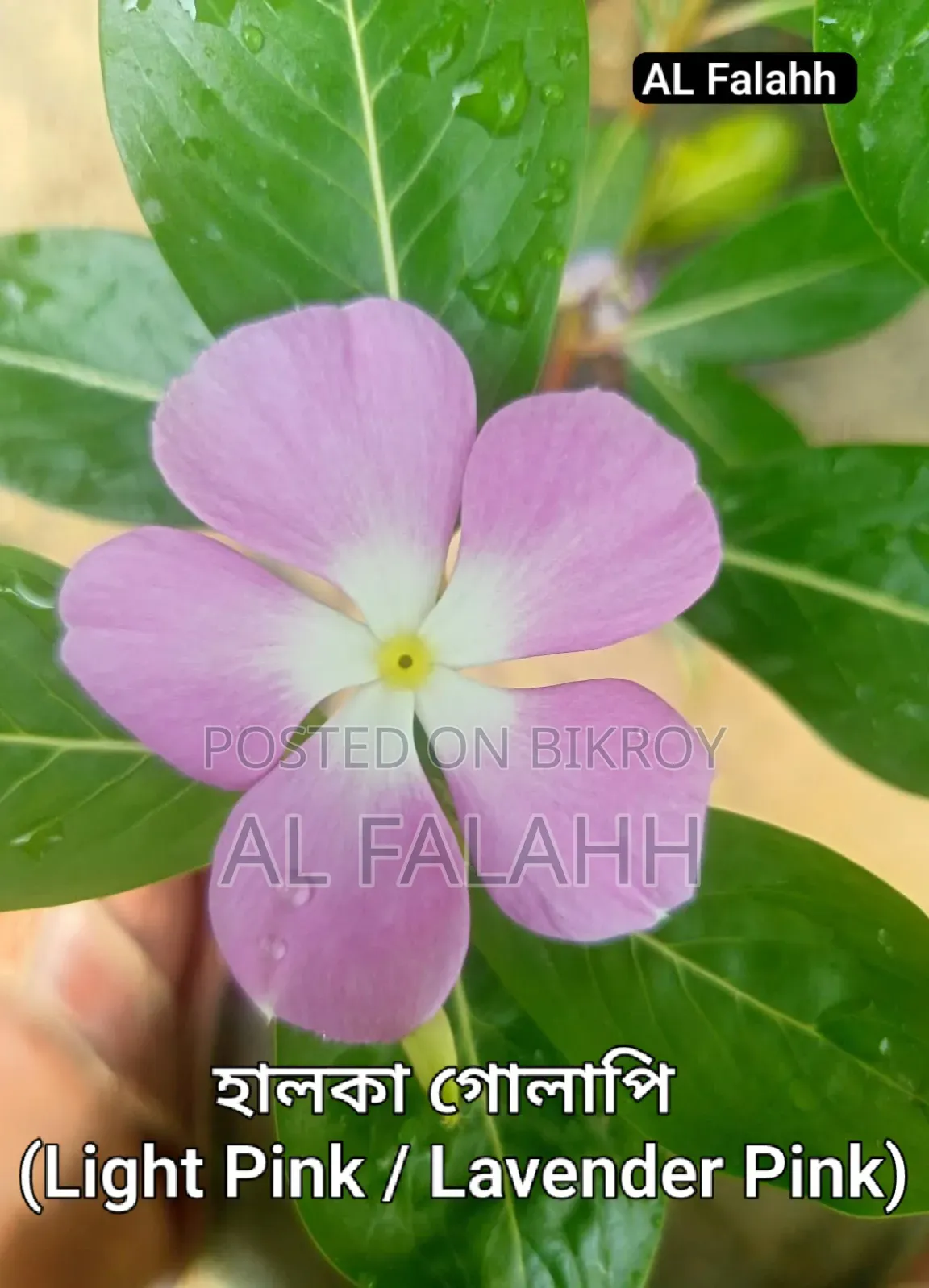 নয়নতাঁরা ফুলের ১০ টা চারার অফার।