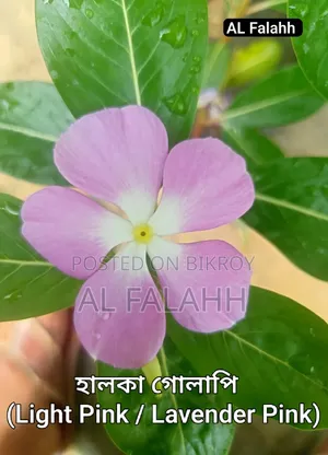 নয়নতাঁরা ফুলের ১০ টা চারার অফার।