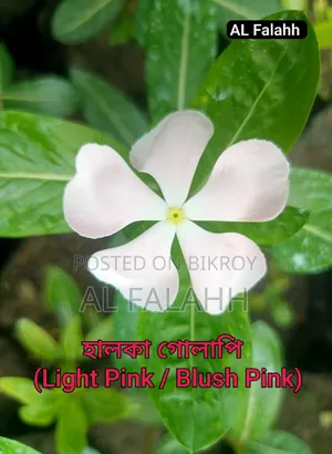 নয়নতাঁরা ফুলের ১০ টা চারার অফার।