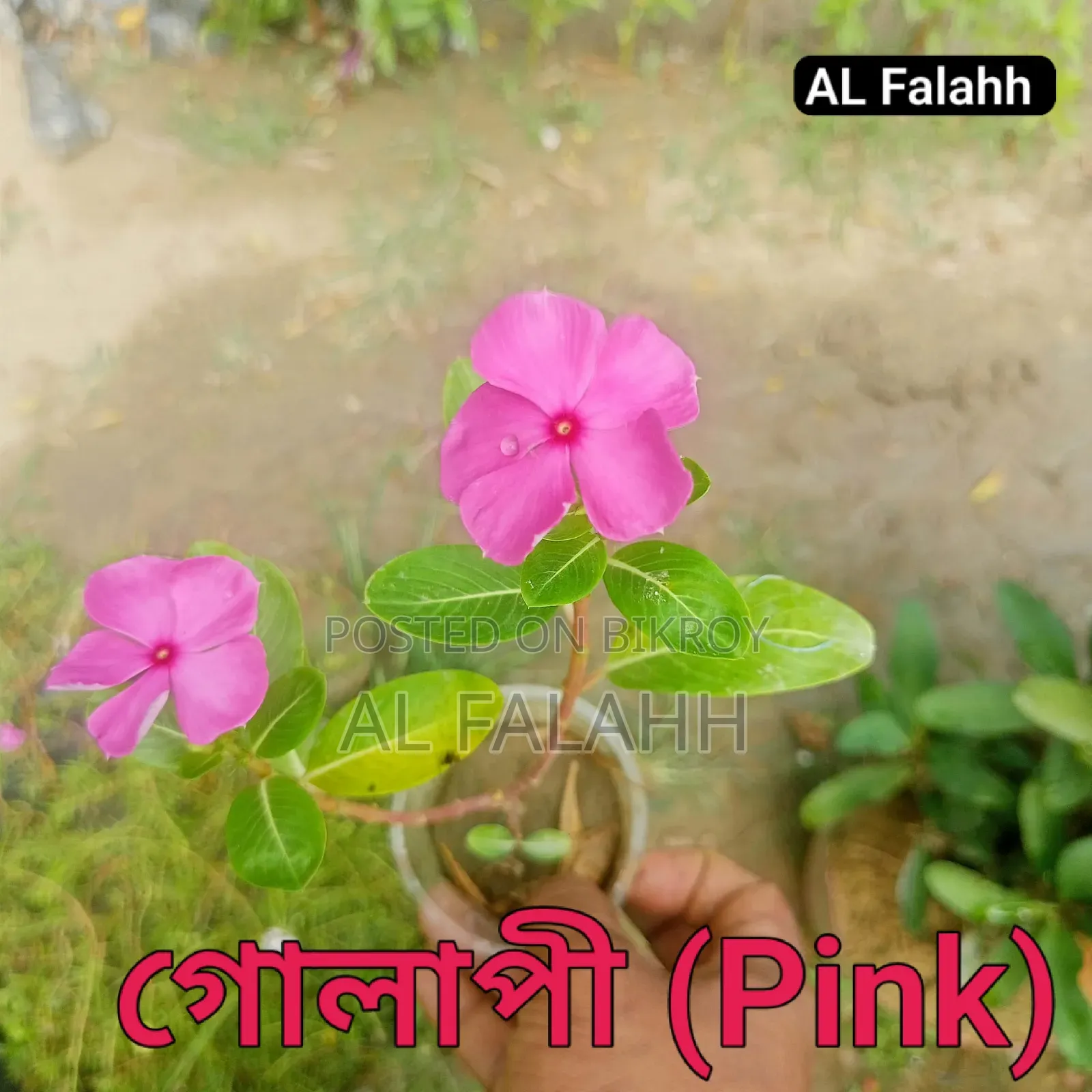 নয়নতাঁরা ফুলের ১০ টা চারার অফার।