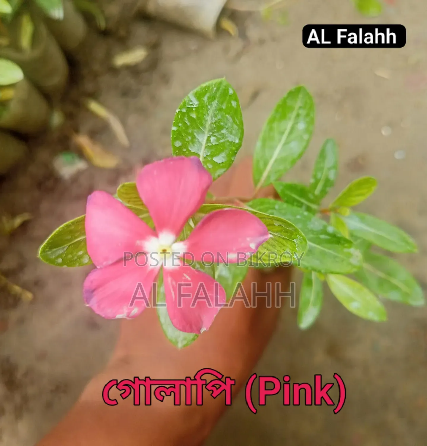 নয়নতাঁরা ফুলের ১০ টা চারার অফার।