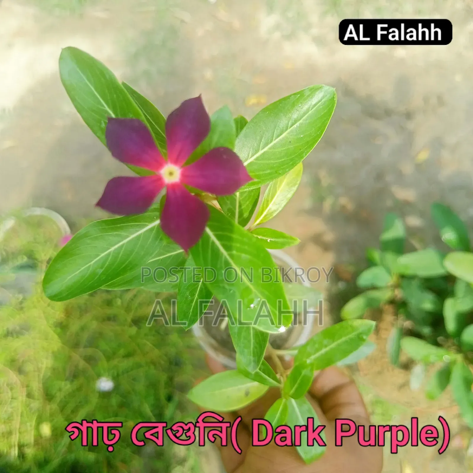 নয়নতাঁরা ফুলের ১০ টা চারার অফার।
