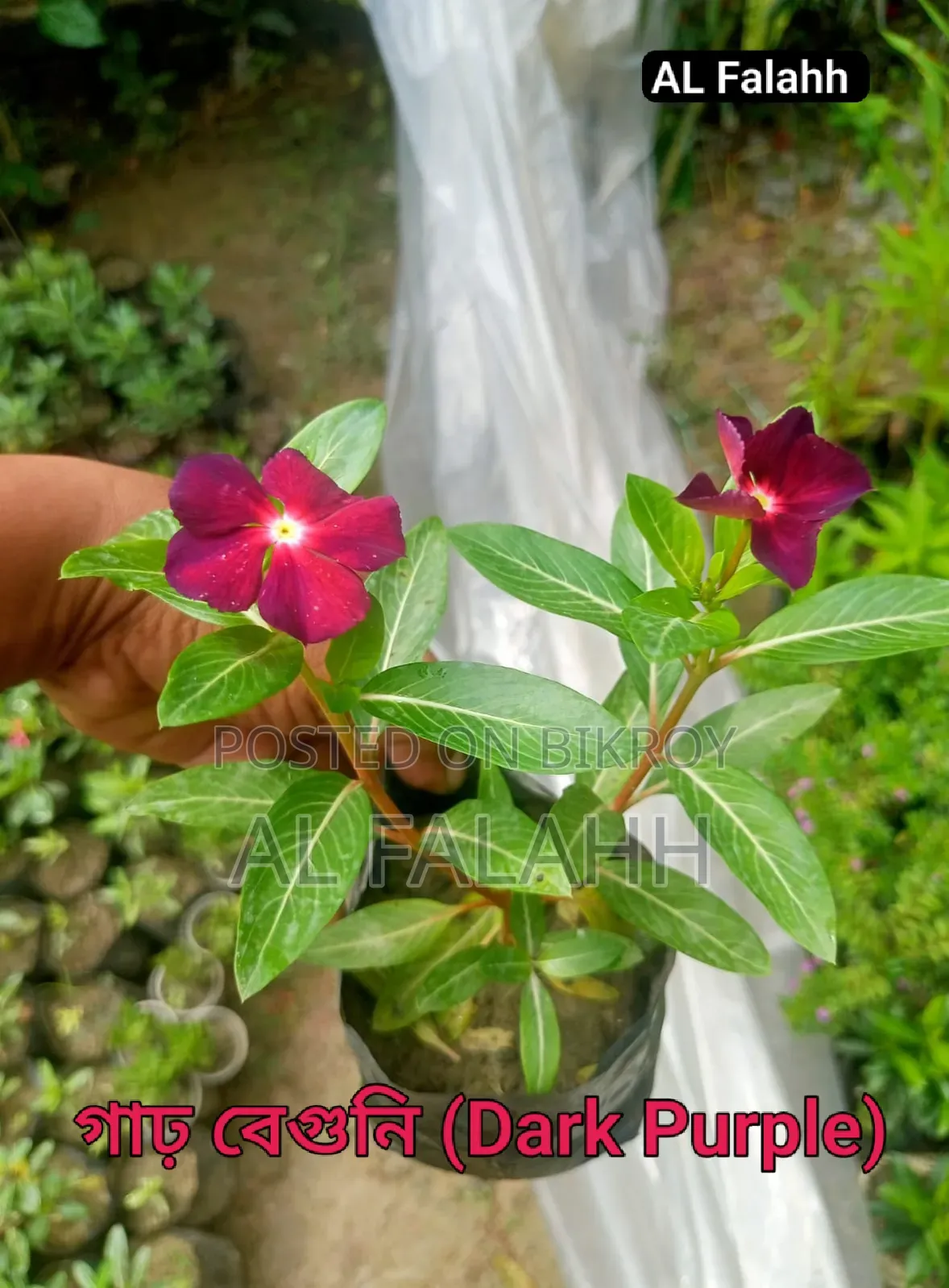 নয়নতাঁরা ফুলের ১০ টা চারার অফার।